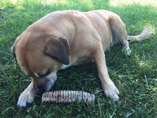 Trachea Dog Chews FAQ: All Your Questions Answered - K9 Connoisseur