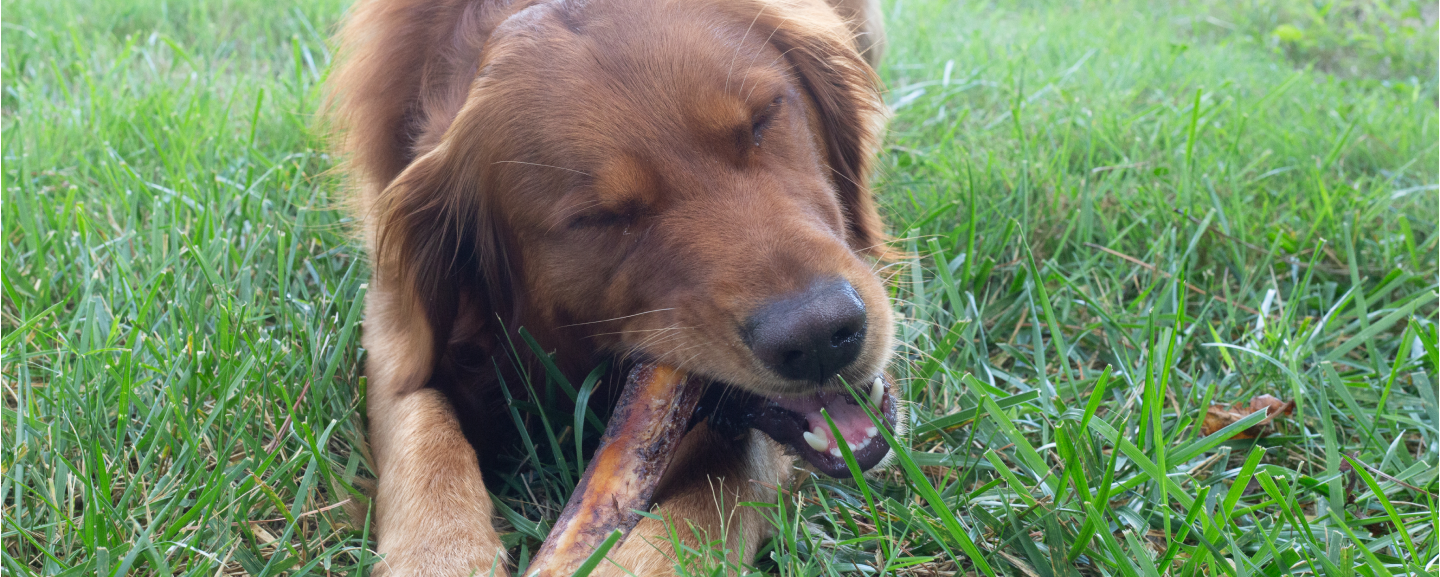 K9 Connoisseur Bones for Dogs