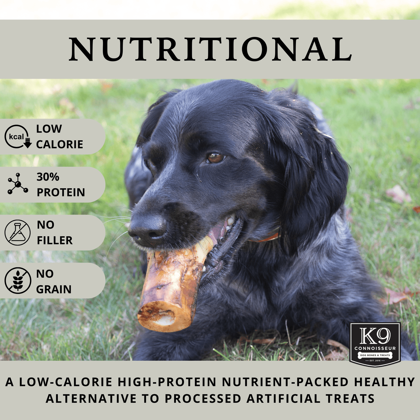 Dynamo Treats - Meaty Marrow Filled Natural Dog Bones Made in USA for Medium & Large Dogs Upto 50 Lb - K9 Connoisseur