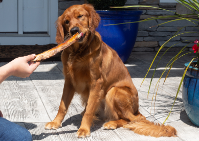 K9 Connoisseur Dog Bones Made In USA For Small And Medium Breed Dogs Natural Long Lasting Meaty Beef Knee Cap Bone Treats Best Dogs Upto 50 Pounds 1 Pack 10 Cou